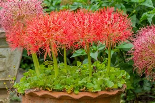 Rempotage des fleurs de sang : Quel est le bon moment ?