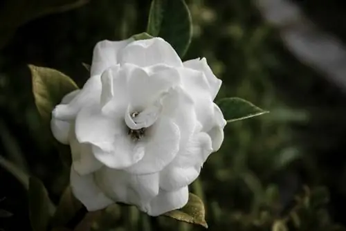 Gardenia gondozása: tippek az egészséges, virágzó növényekhez