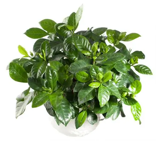 Gardenia jasminoides cứng cáp