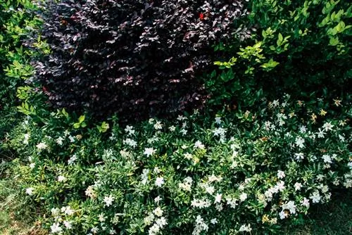 Gardenia in die tuin