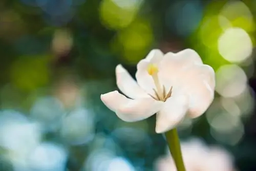 Bonsai di gardenia