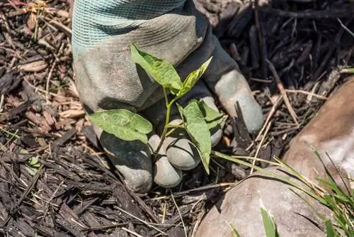 Cuidado del jardín de rocas: cómo deshacerse de las molestas malas hierbas