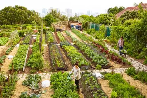 Een moestuin plannen: teeltplantips voor optimale opbrengsten