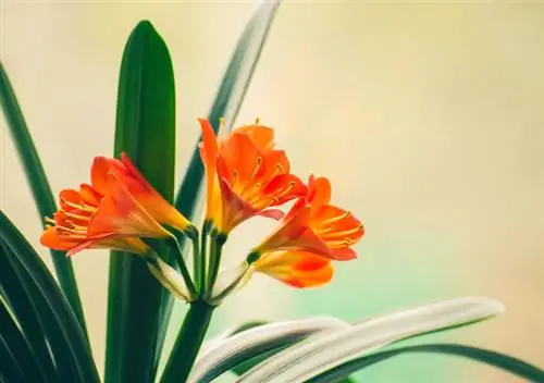 Clivia - Bellezza pericolosa: quanto è davvero velenosa?