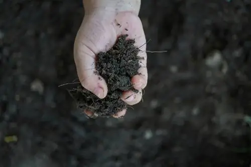 Fertiliza el huerto: Así brindarás a tus plantas el mejor cuidado posible