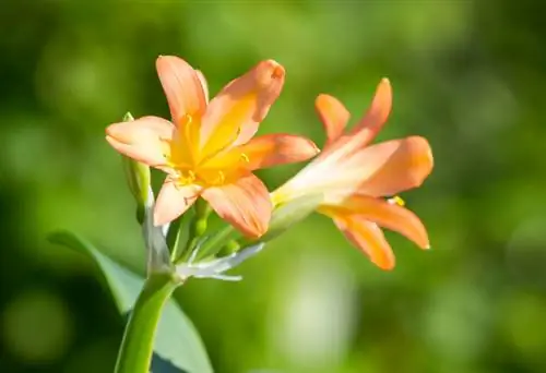 Clivia Care : Conseils pour une plante saine et fleurie