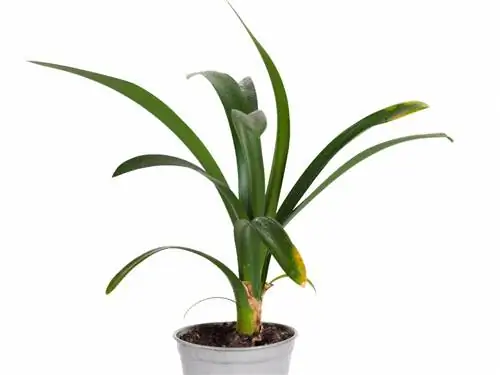 Clivia hivernant: així ho pots fer sense cap problema