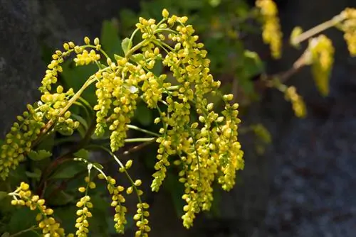 Plantas de jardín de rocas a la sombra