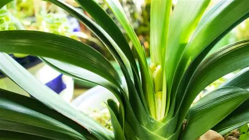 Clivia-bloem: hoe je weelderige bloemen kunt promoten