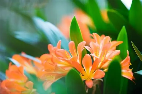 Clivia fertilization: The best strategy for strong plants