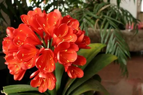 Clivia: Herken gele bladeren en handel correct