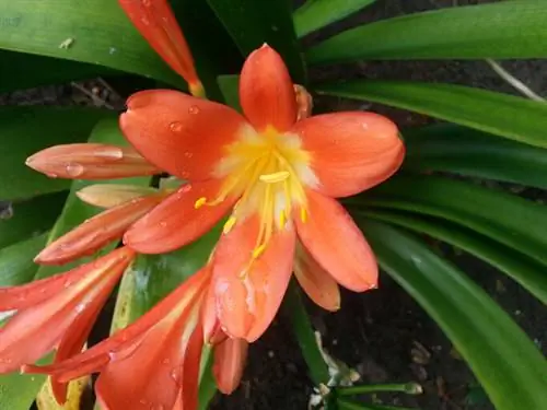 Clivia štetnici