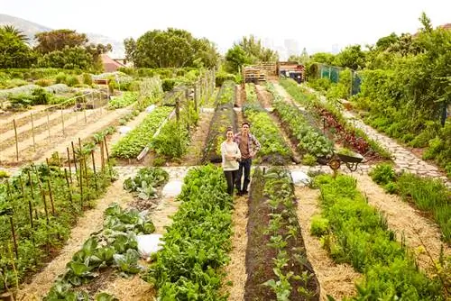 Perencanaan kebun sayur