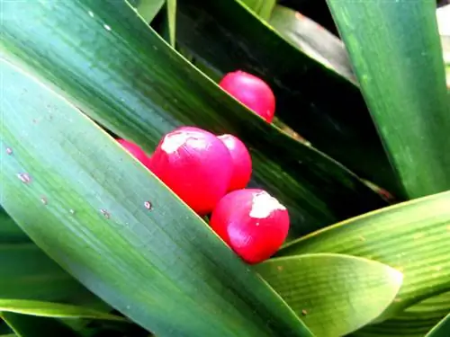 Clivia hedelmät