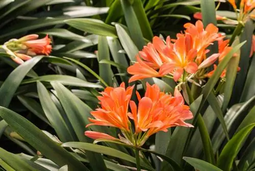 Comparte Clivia: Cómo propagar tu planta correctamente