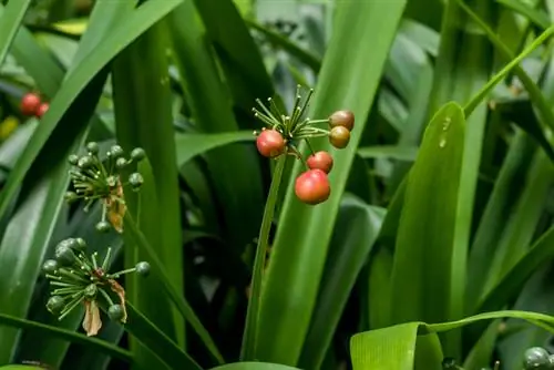 Clivia usycha