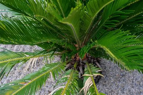 Cycad care