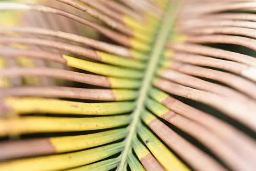 Cycad yellow leaves