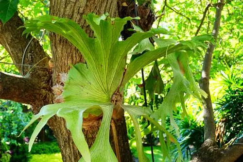 Planta perenne de falguera de cerf