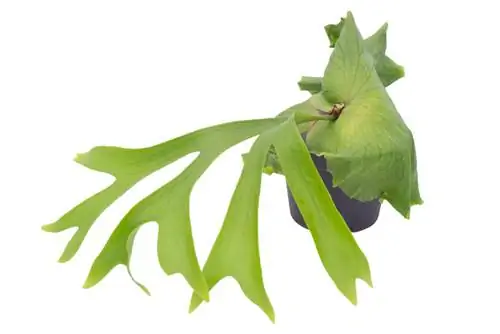 Staghorn fern nyob rau hauv ib lub lauj kaub