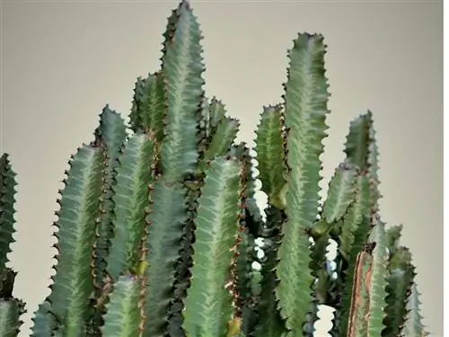 Penjagaan euphorbia kolumnar