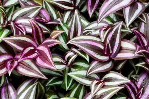 Zebra ampelwort venenosa