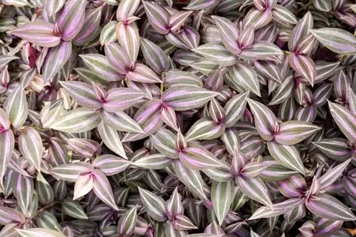 Zebra ampelwort bakımı