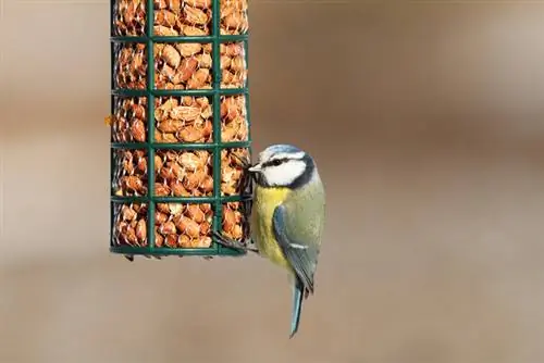 Birdhouse in autumn