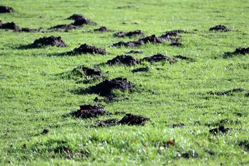 Txoj kev siv tau: Yuav ua li cas kom tshem tau cov moles