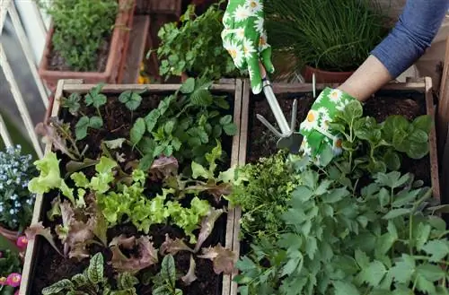 Rugvriendelike tuinmaak: skep en onderhou 'n verhoogde bed