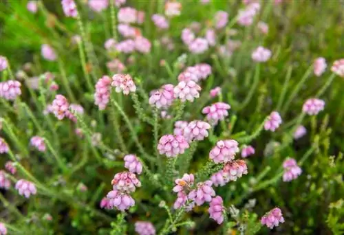 Utunzaji wa Bell heather: vidokezo vya mimea yenye afya na yenye maua