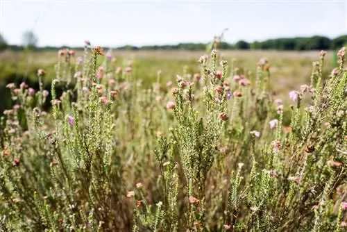 Cape Heath izturīgs