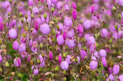 Ierse Bell Heath Frost