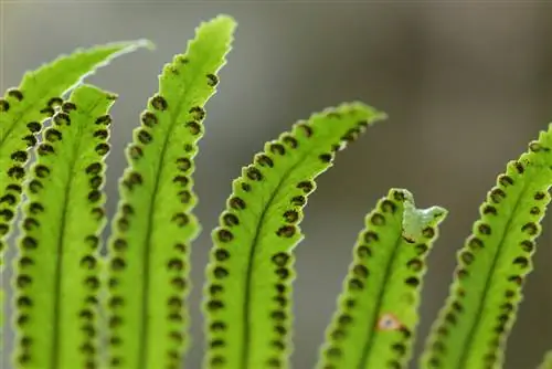 कक्ष फ़र्न बीजाणु