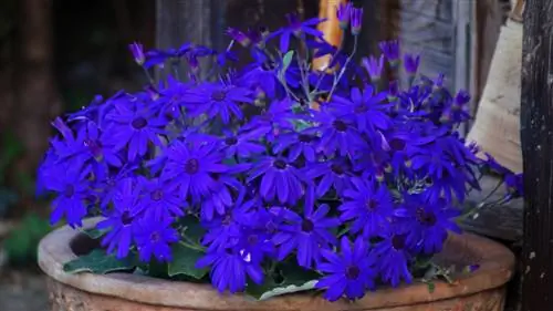 Plante en pot de fleurs de frêne