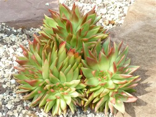 Diversità dell'Echeveria: scopri le specie più belle