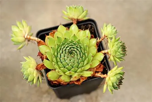 Echeveria agavoides huisplant