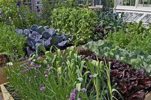 Optimal space requirement in the vegetable garden: guideline values per person