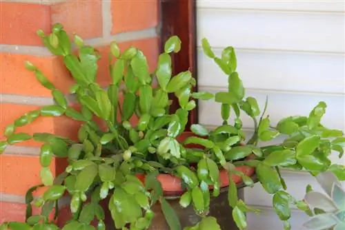 Bladkaktus uten blomster