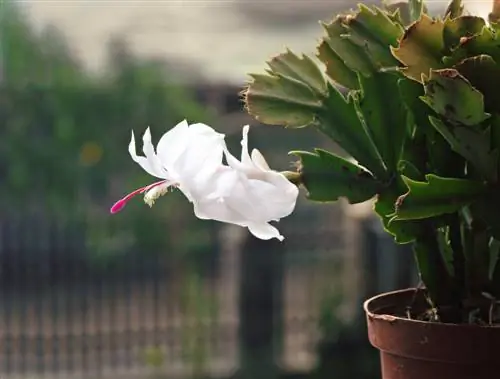 Leaf cactus species: splendid colors and easy-care diversity