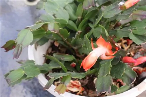 Leaf cactus care: Cut and propagate successfully