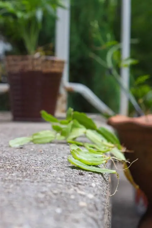 Leaf cactus propagation