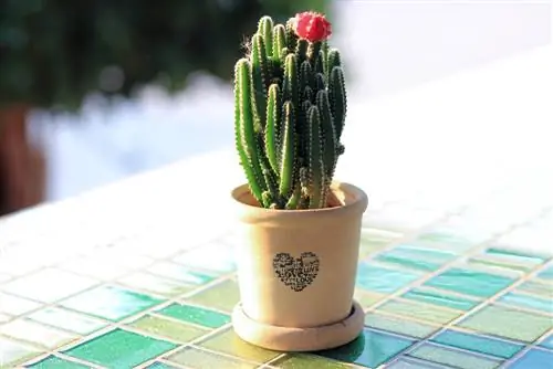 Columnar cactus care: tips for he althy growth & vitality