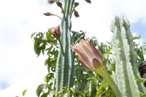 Columnar cactus: Spishi za kuvutia na sifa zao