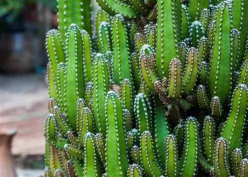 Cortar cactus columnar