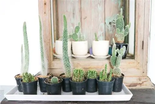 Overwintering lub columnar cactus: Qhov no yog yuav ua li cas nws nyob noj qab nyob zoo thiab ruaj khov