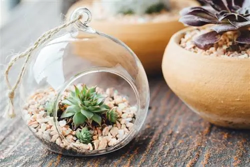 Entretien des plantes succulentes : conseils pour des plantes saines et belles