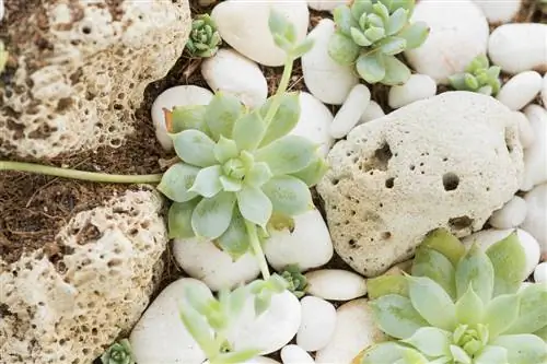 Plantes succulentes à multiplication : quand séparer et planter des ramifications ?