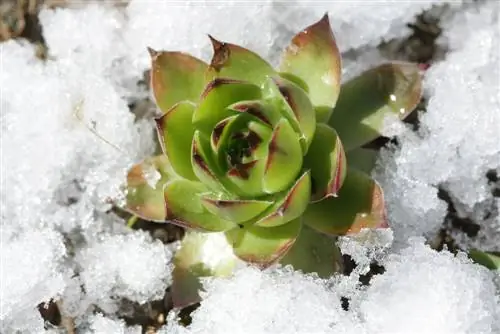 Succulents adalah tahan fros