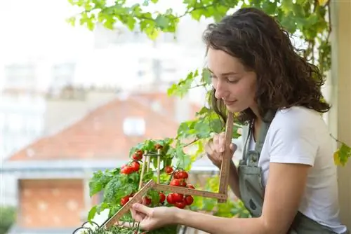 Vars vitamiene vir die kombuis: Die groentetuin op die balkon